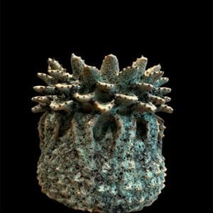 Medium Green Pineapple