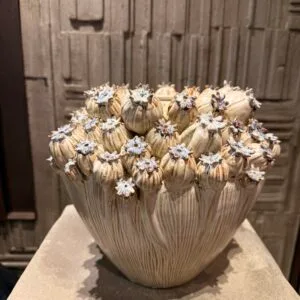 Anemone Cream Reactive